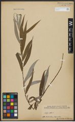 Foto von Salix alba L.